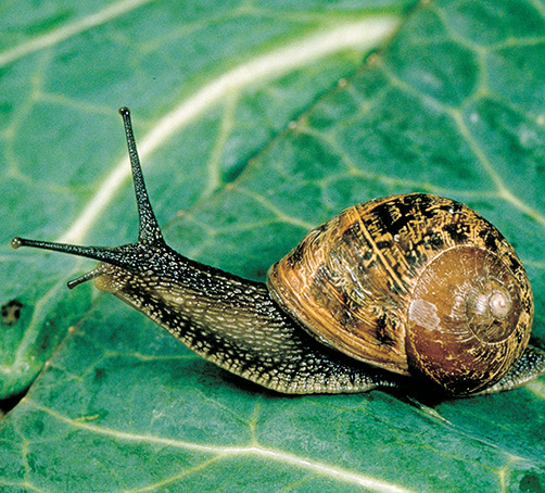 Snail