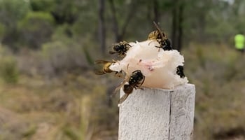 Black and yellow European wasps on fish lure