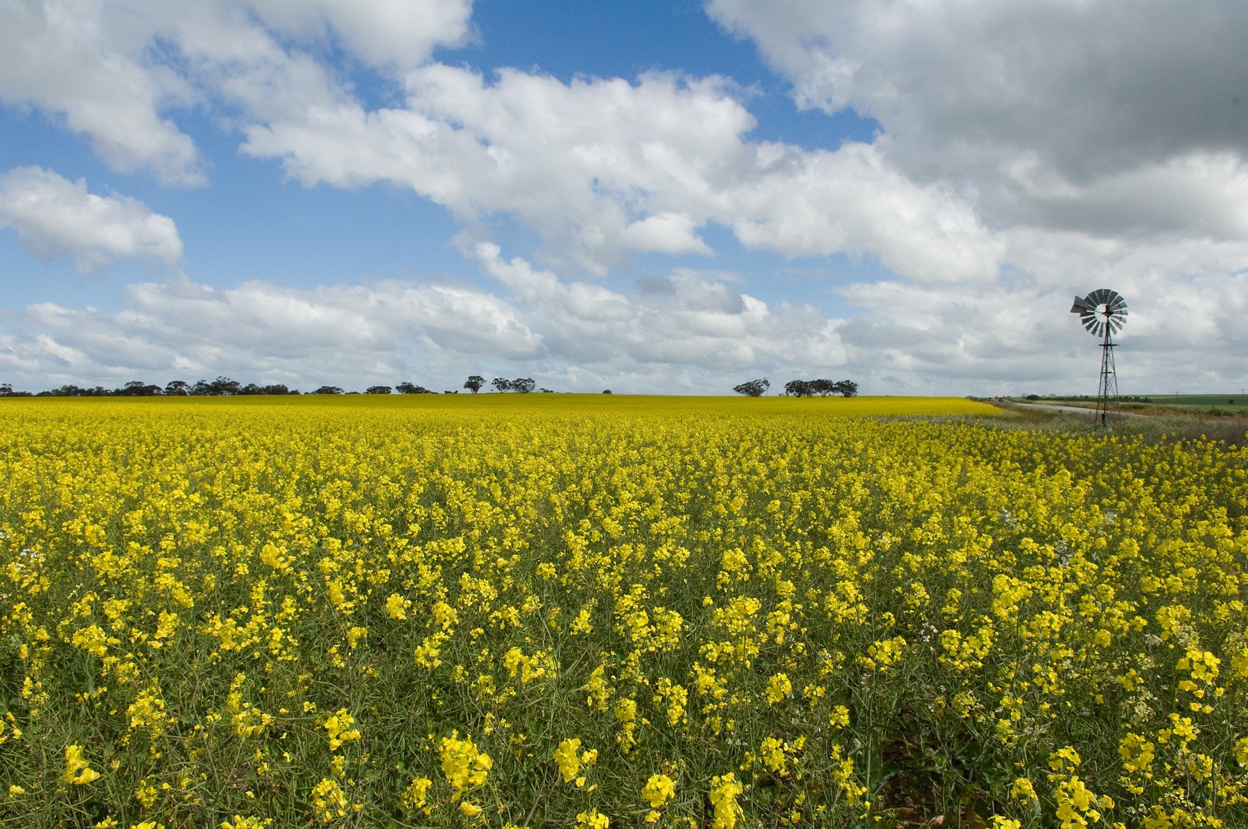 Windmill in a canola field
