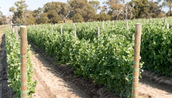 Market garden rows of vegetables growing