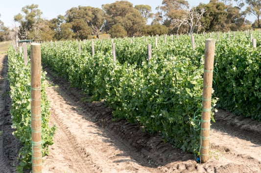 Market garden rows of vegetables growing