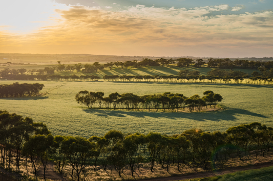 Aerial of morning sun on green crop with trees