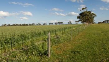 Green wheat with fence line in foreground