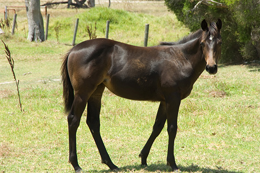 Horse in green paddock