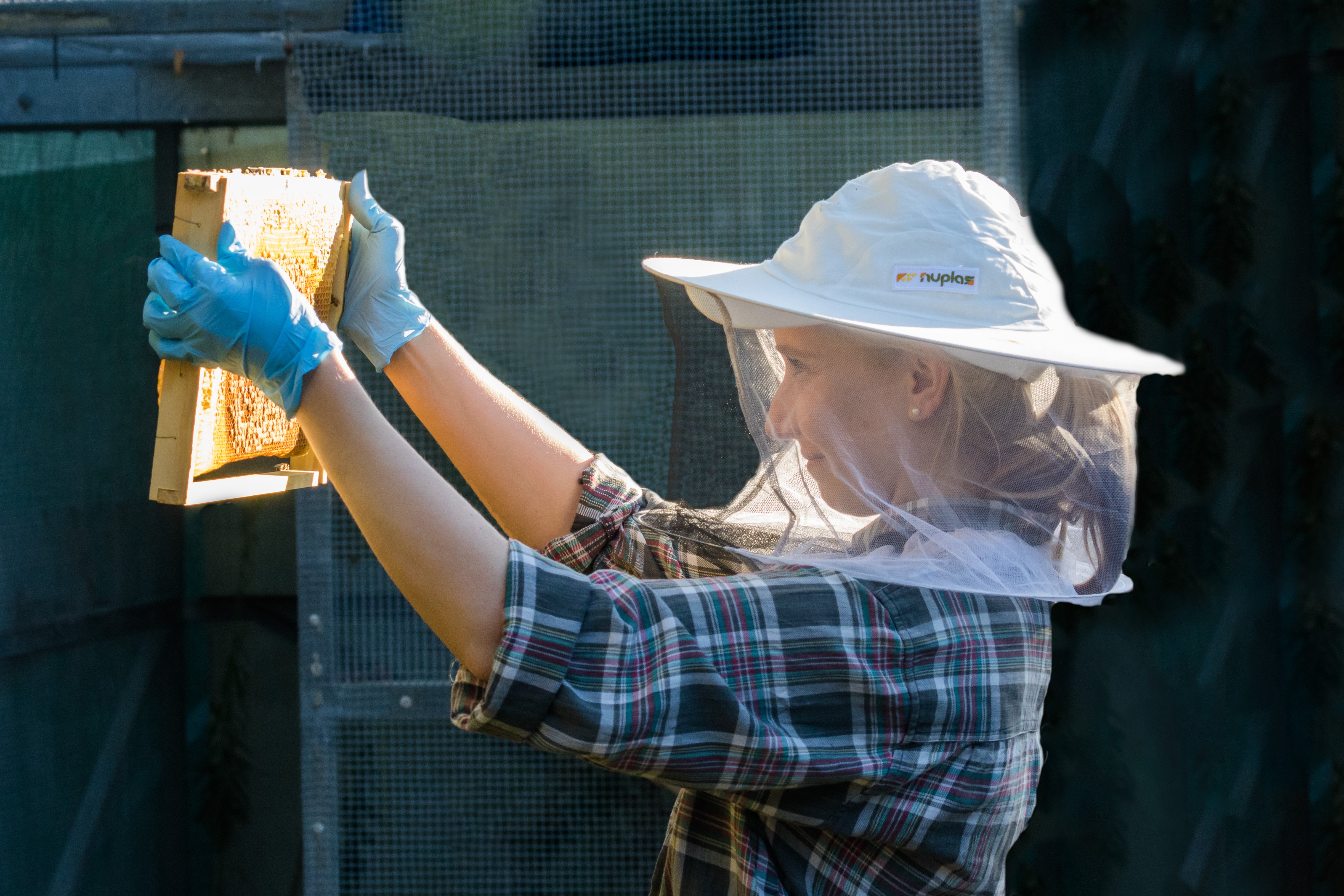 beekeeping inspecting beehive frame