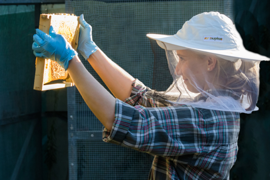Person holding up and inspecting beehive frame