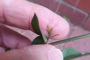 Cat's claw creeper