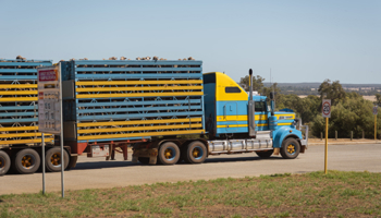 Livestock transport