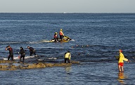 Abalone in ocean.
