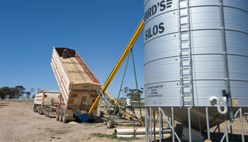 A grain truck unloads oats into a hopper, to be stored for feed for sheep, on a farm feed lot