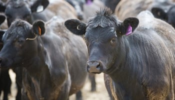 Black Angus cattle