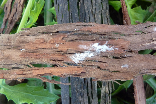 White fibrous material on tree bark - overwintering mealybugs