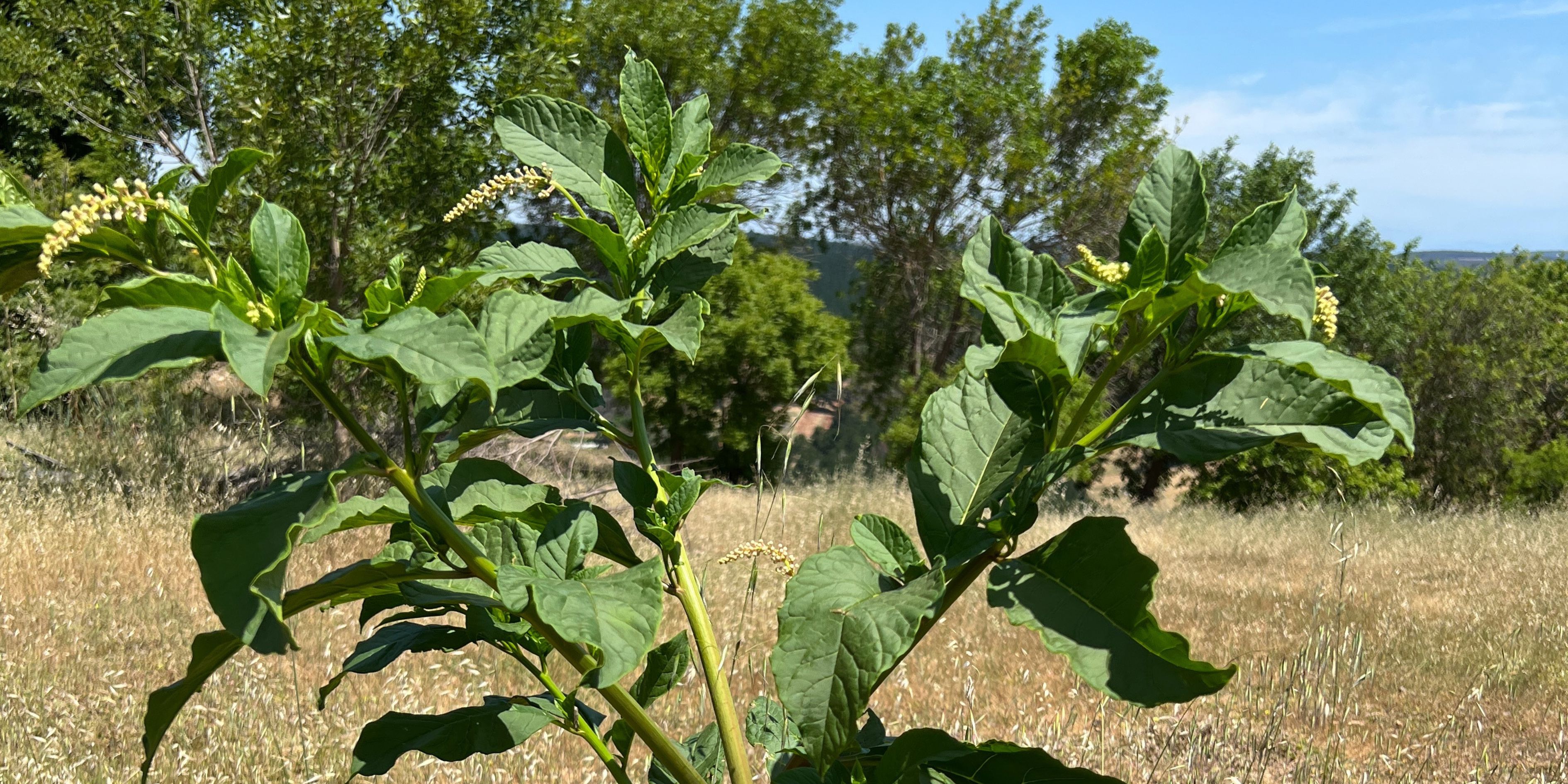 Pokeweed