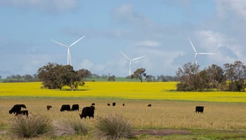 dandaragan wind farm canola cattle