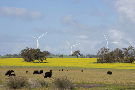 dandaragan wind farm canola cattle