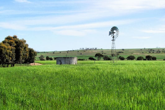 Green barley field with water tank and windmill in the distance