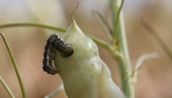 Budworm on a lupin pod