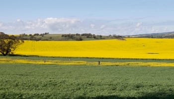Yellow canola fields