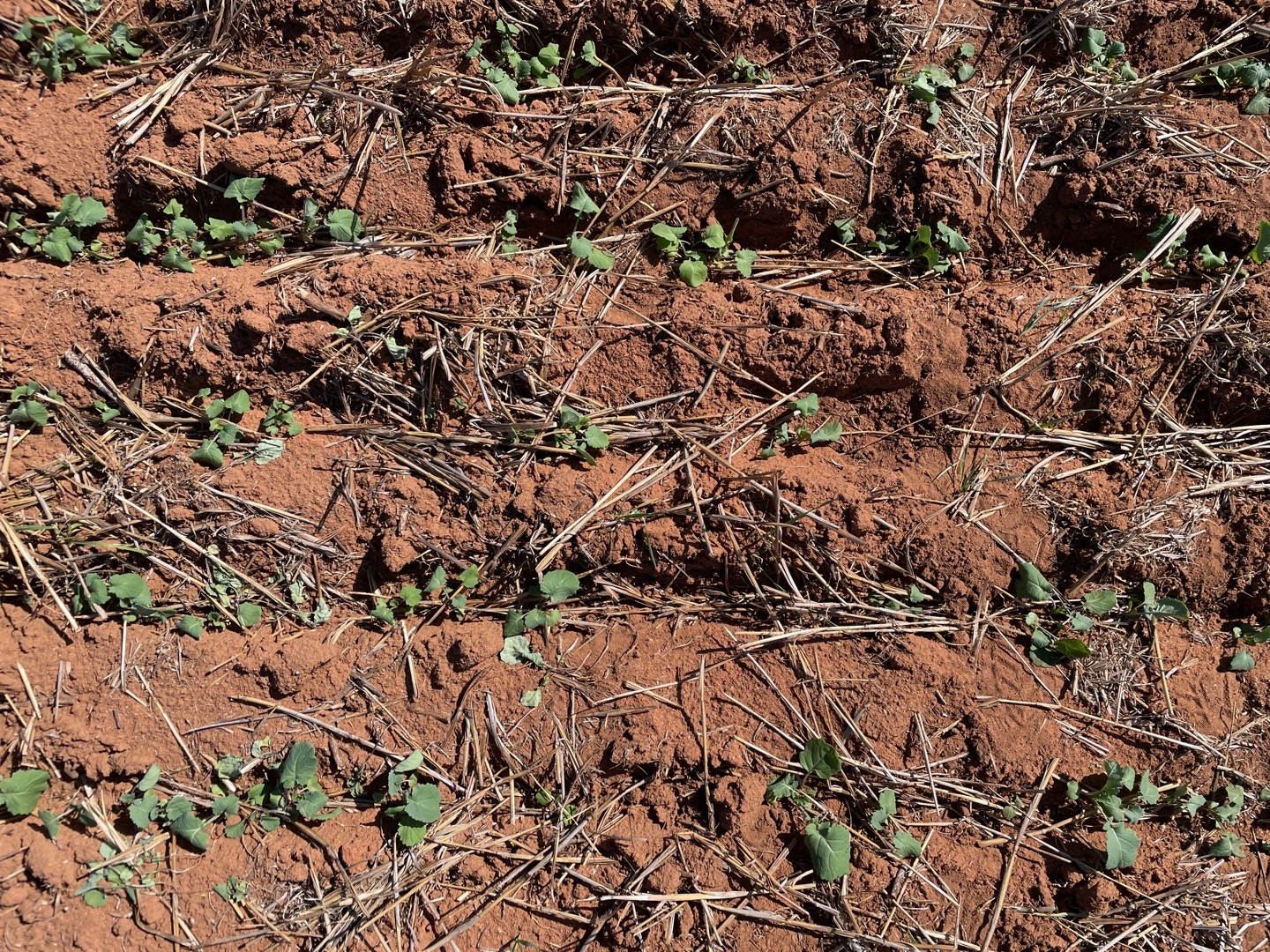 Aerial close-up of canola seedlings in the soil