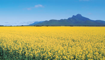 Yellow flowering canola crop with Stirling Range in the background