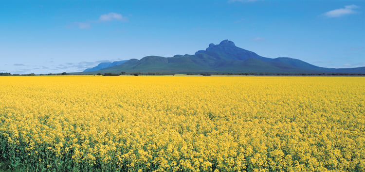 Yellow flowering canola crop with Stirling Range in the background 