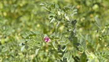Chickpea plants in a field with purple chickpea flower and green leaves in the foreground