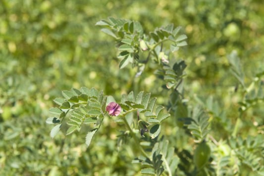 Chickpea plants in a field with purple chickpea flower and green leaves in the foreground