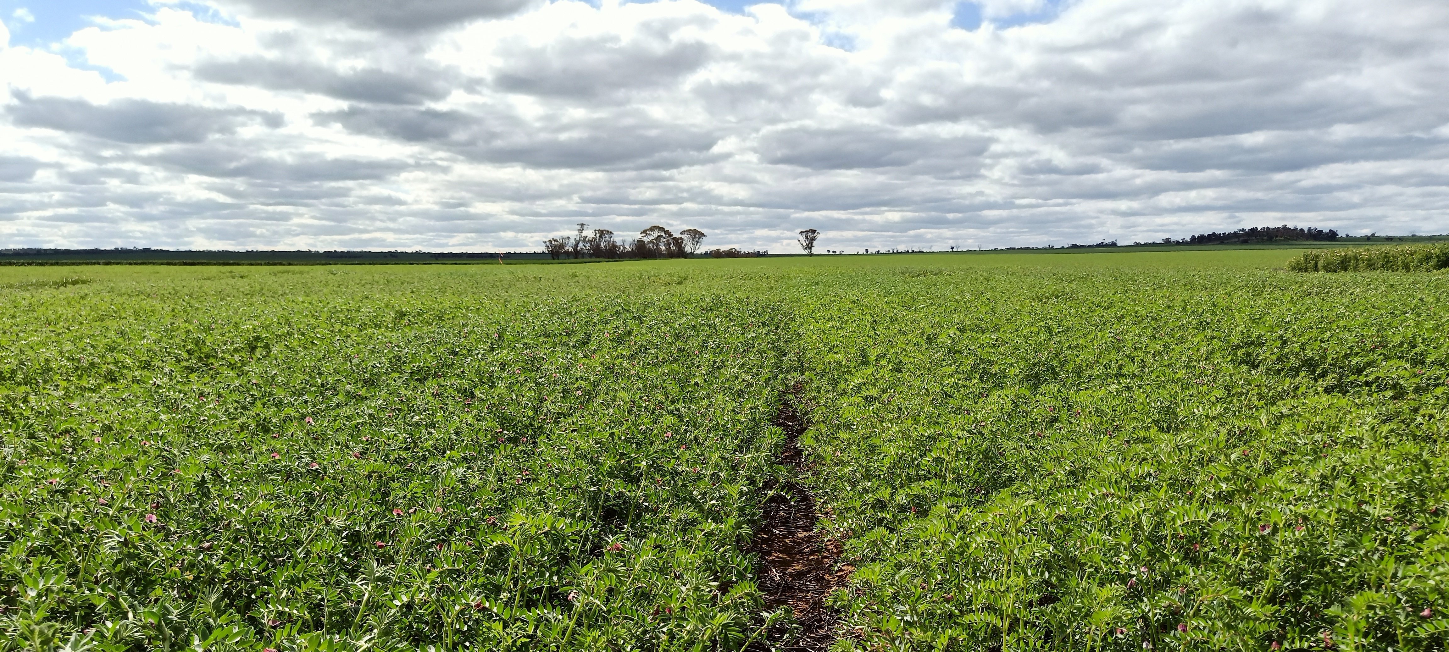 A paddock of chickpea plants