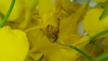 Yellow flower with black disease spots