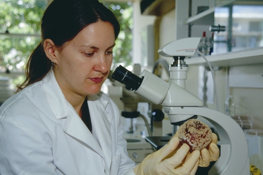Scientist inspecting an apple with brown rot