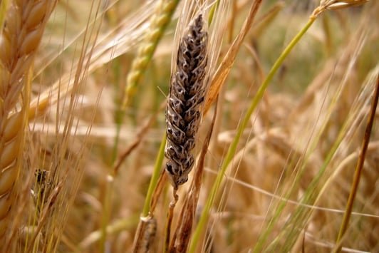 Diseased grain head