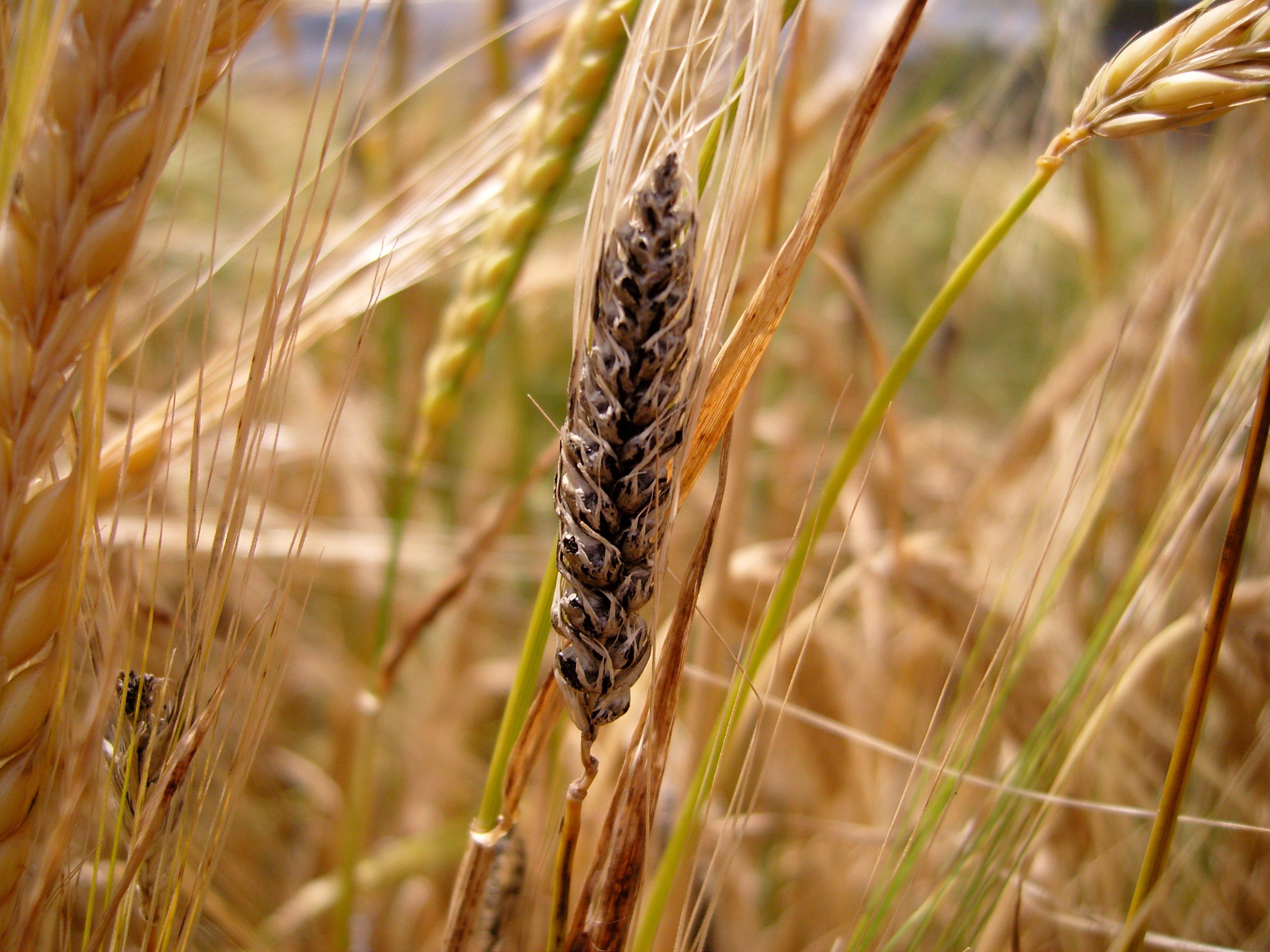 Black, diseased grain head in crop