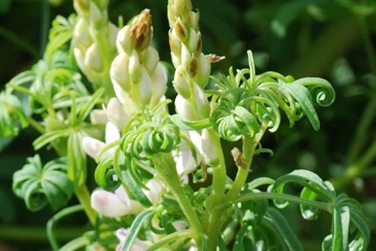 Wilting leaves on plant