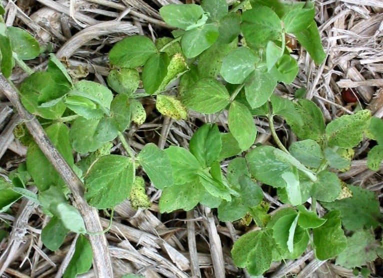 Field pea plants with small black dots