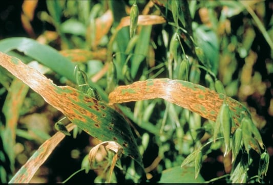 Oat plant with yellowed leaves