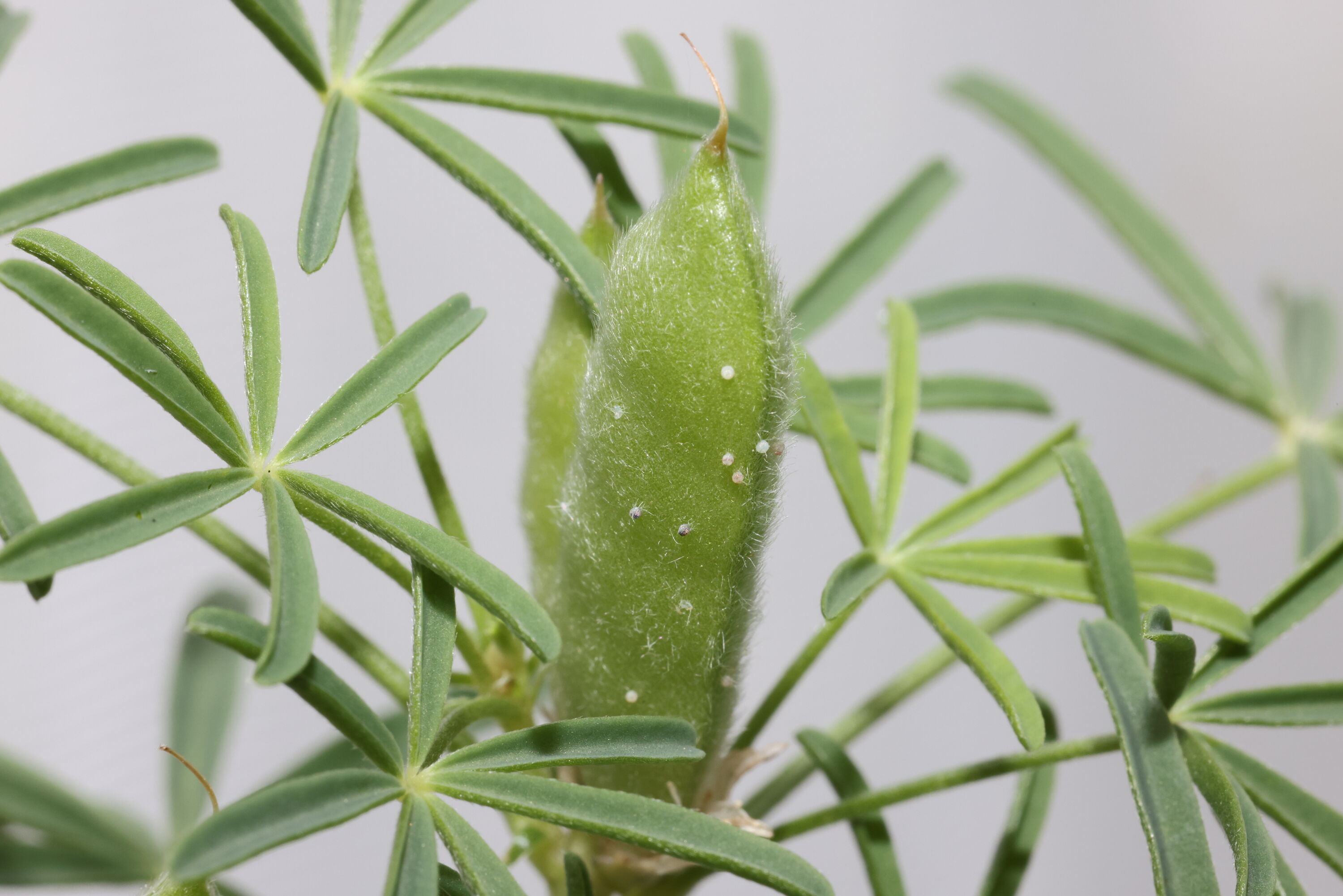 Tiny white eggs on lupin pod