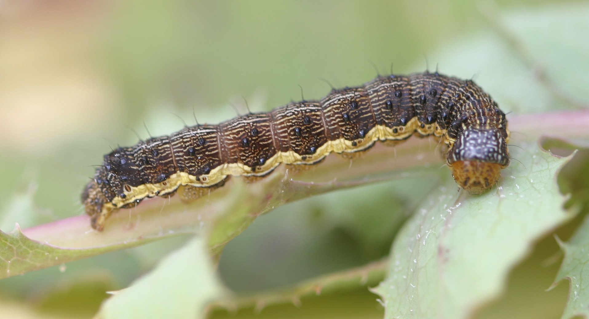 Native budworm on leaf