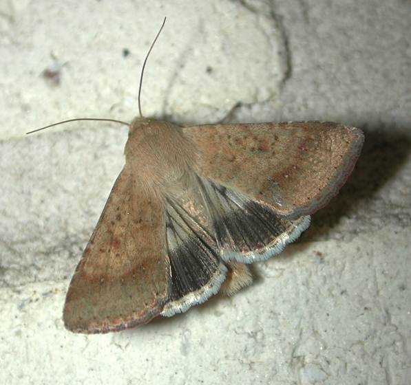 Native budworm moth