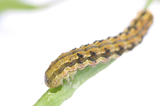 Worm on canola stem