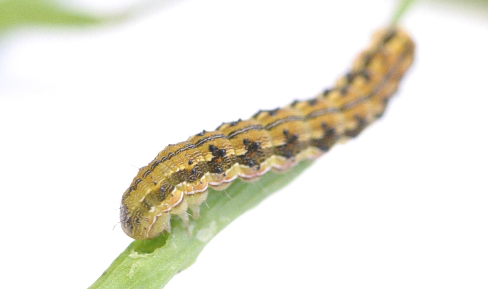 Native budworm larvae chewing canola