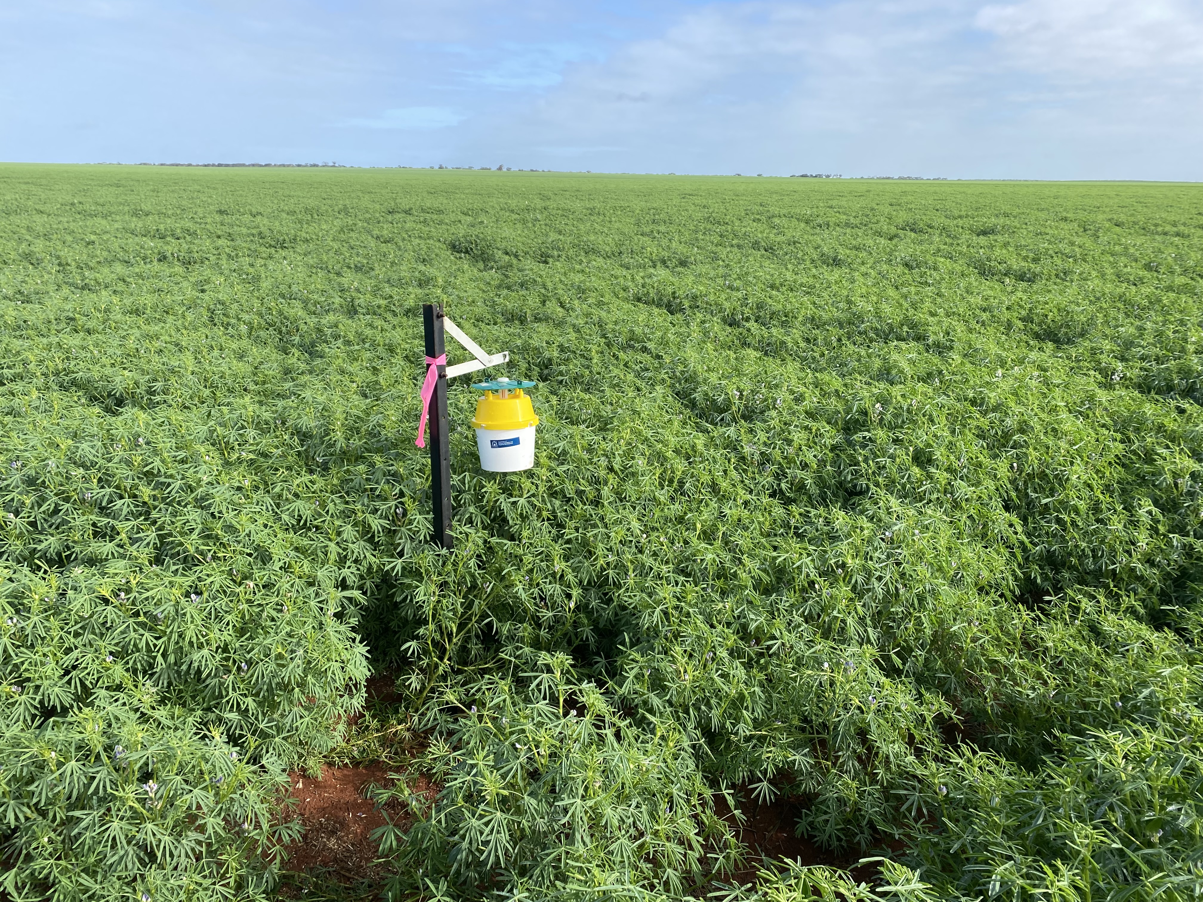Insect trap in lupin crop