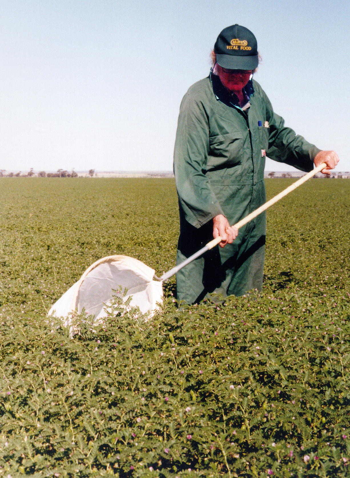 Man in crop with insect net