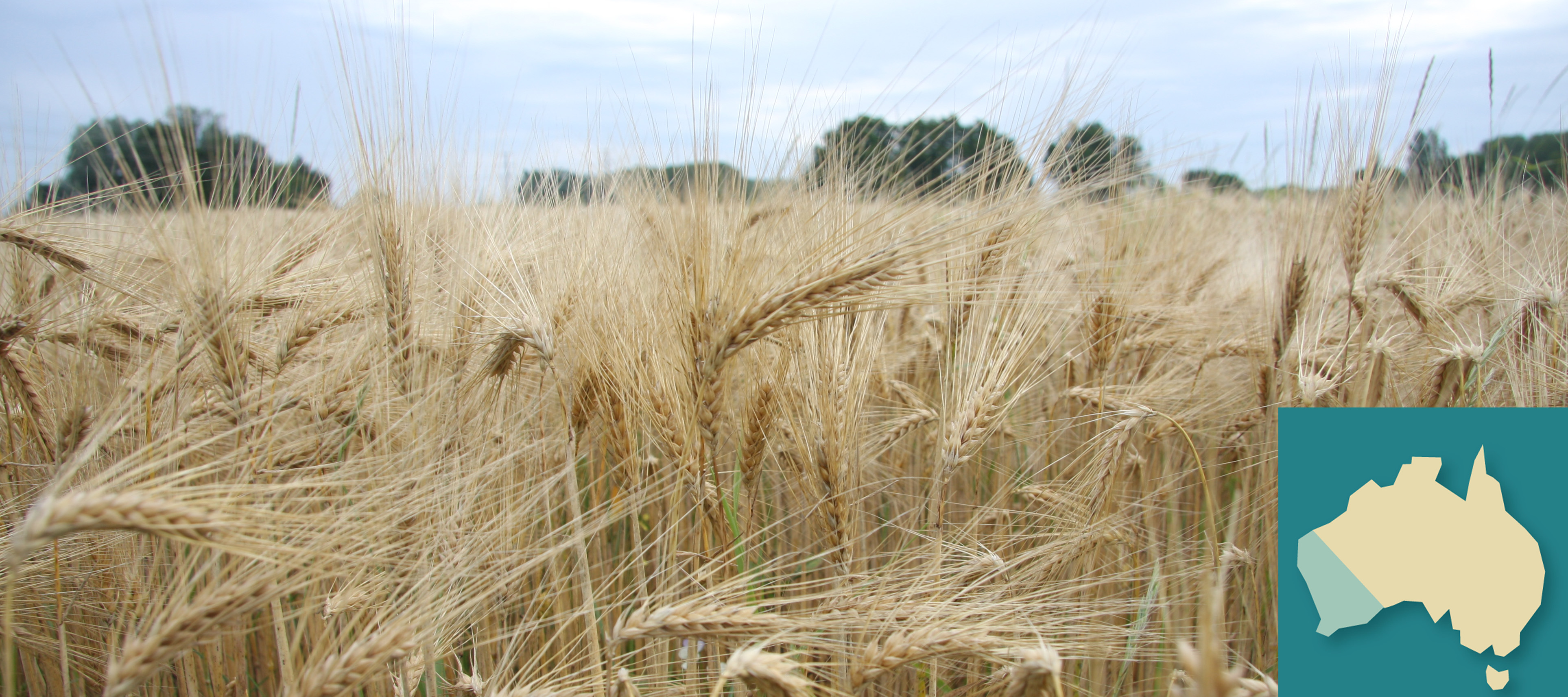 Wheat crop with inset image of Australia highlighting the south west growing region of Western Australia