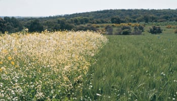 White flowered plant in wheat crop