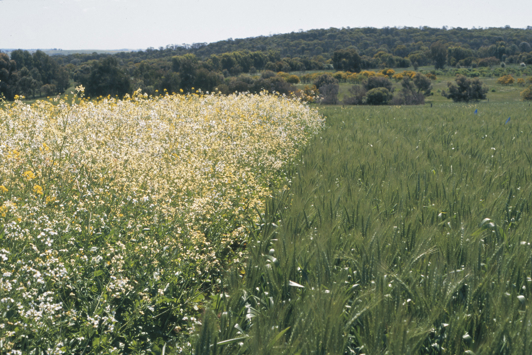 White flowered plant in wheat crop