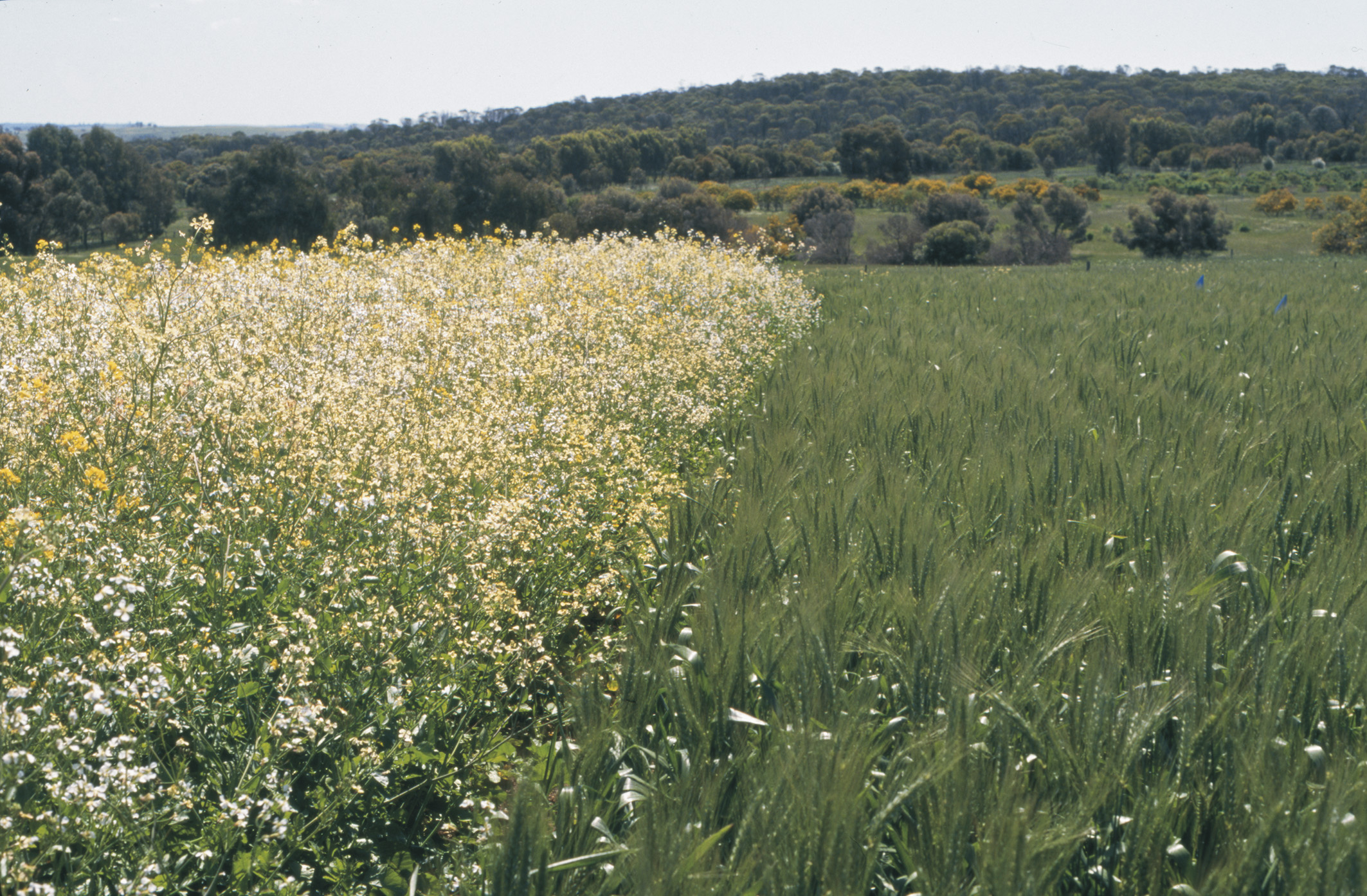 White flowered plant in wheat crop