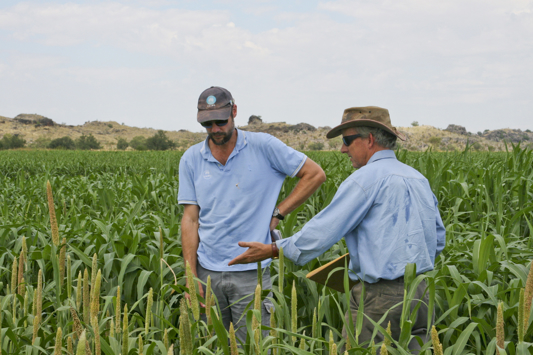 Two scientists in irrigated fodder trial