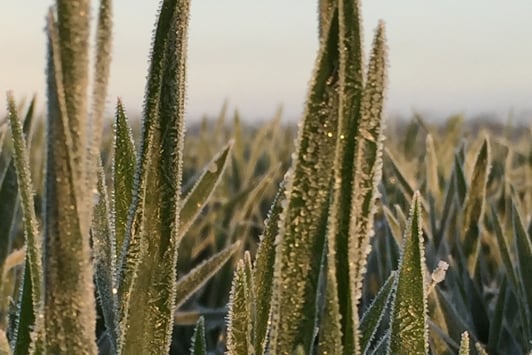 Frost on wheat