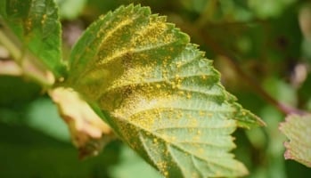 Close up of fungus on leaf