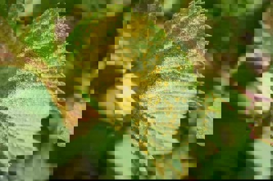 Close up of fungus on leaf